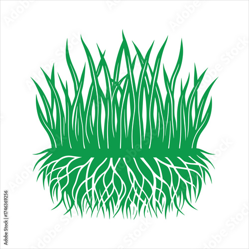 Grass  with roots visible below ground 