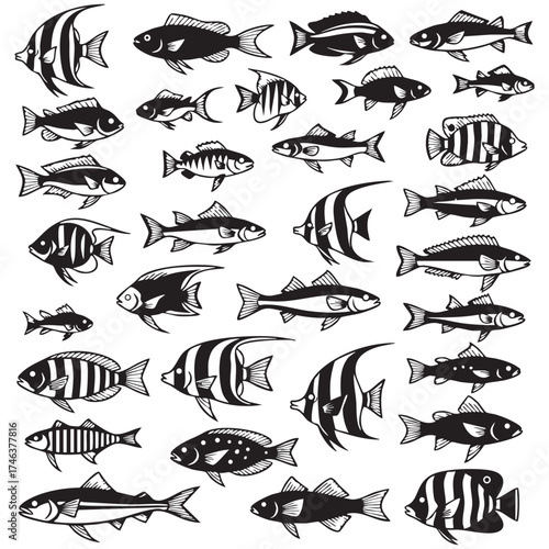Fish in different shapes and sizes against a plain white background.