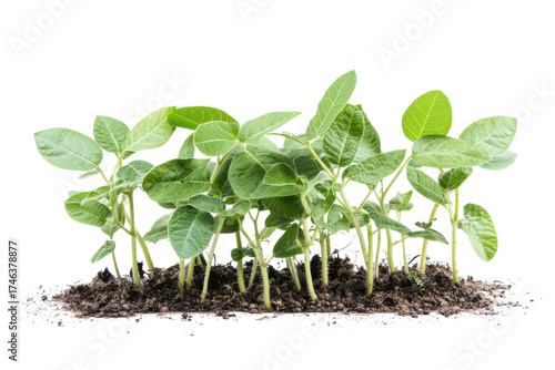 Young soybean plants growing in soil isolated on transparent background. Freshly harvested soybean plant with green pods and leaves isolated on white background.
