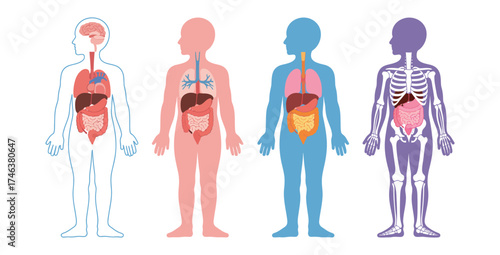 Human body anatomy illustration internal organs skeleton representation educational chart