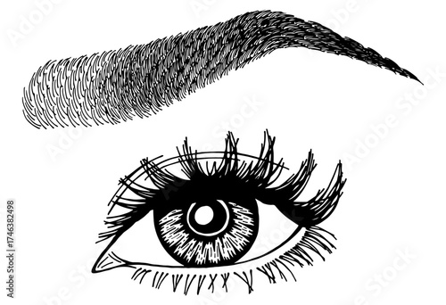 Illustration with woman's eye, eyelashes and eyebrow. Makeup Look. Tattoo design. Logo for brow bar or lash salon.