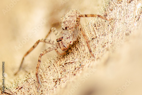 Detailed closeup of a Running Crab Jumping Spider
