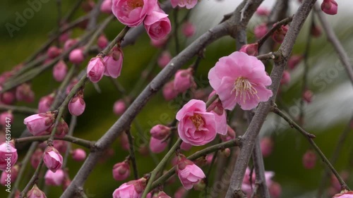 Weeping plum blossoms are blooming in a rural park in Saga prefecture, Japan. without sounds