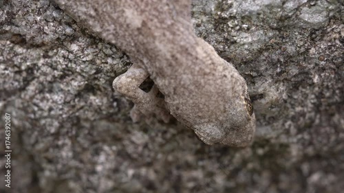 A Japanese gecko is on a rock in Fukuoka prefecture, Japan. without sounds