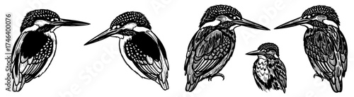 Detailed Kingfisher Bird Illustrations, Ornithology Art in Black and White Sketch Style for Wildlife Education, Nature Conservation Projects,  Graphic Design,  Marketing Materials, Print and Web Desig