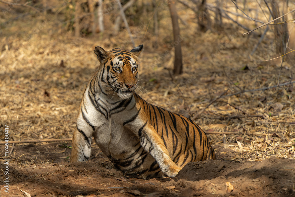 Fototapeta premium Tiger, Bengal Tiger (Panthera tigris Tigris), hanging around in Bandhavgarh National Park in India