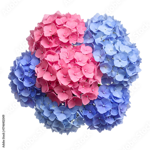A beautiful bouquet of hydrangea flowers isolated on a white background, showcasing delicate clustered blooms and lush petals in a soft, elegant arrangement.