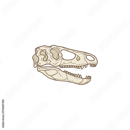 Dinosaur Skull