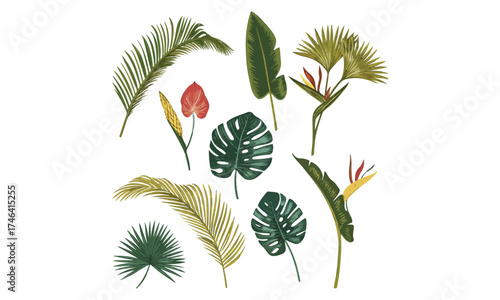 Tropical Leaf Clipart | Monstera and Palm Vector Set | Exotic Botanical Illustration Collection