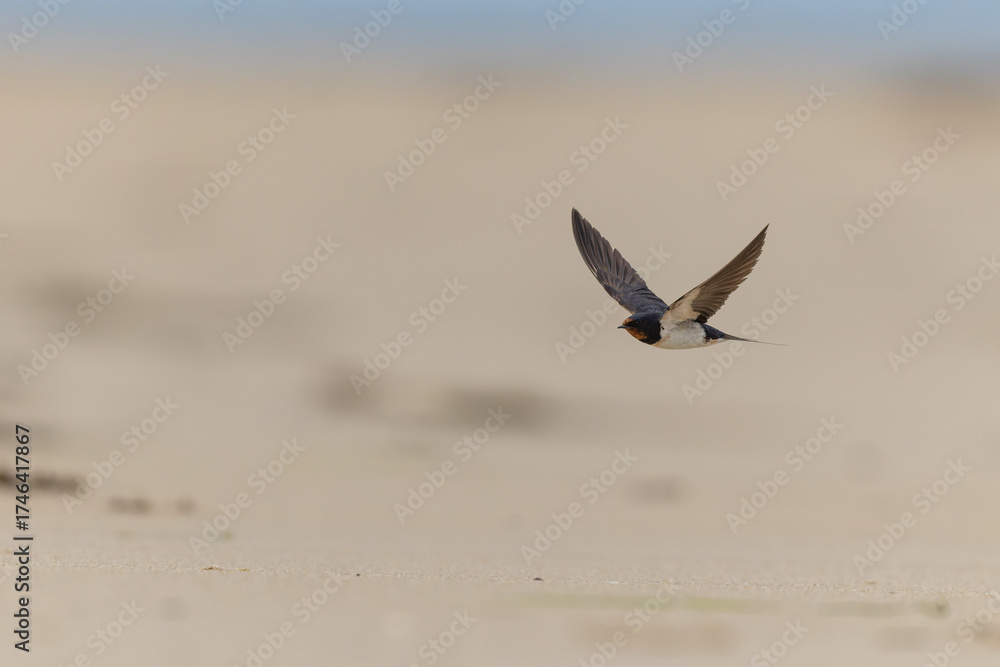 Naklejka premium Barn Swallow Hirundo rustica in flight 