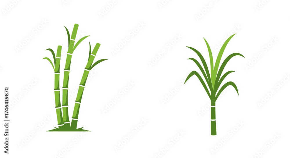 Obraz premium Sugarcane plant illustrations vector art of green stalks and leaves