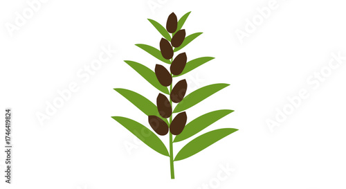 Stylized plant illustration with green leaves and brown seed pods on white