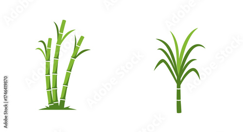 Sugarcane plant illustrations vector art of green stalks and leaves