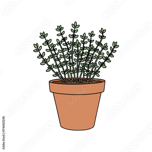 Potted thyme plant with green stems in clay pot  