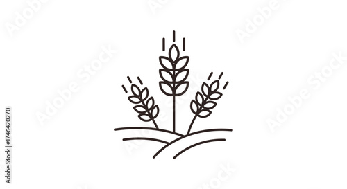 Wheat illustration simple graphic of grain stalks on white background