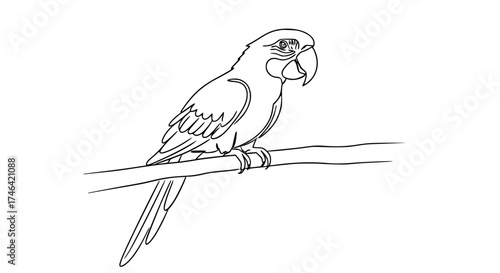 Continuous line drawing of a parrot perched, emphasizing beak curve and body shape, tropical silhouette