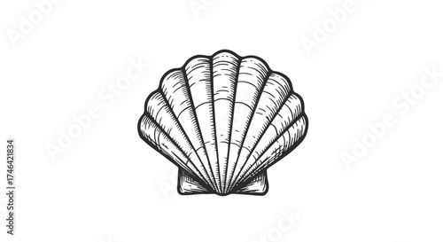 Detailed illustration of a seashell with artistic shading and white background