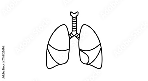 Human lungs illustration respiratory system outline medical healthcare concept
