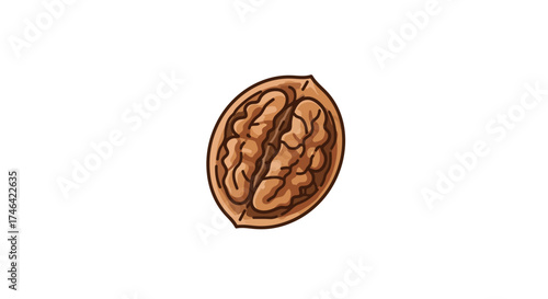 Illustration of a walnut shell and kernel on white background