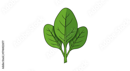 Illustration of fresh green spinach leaves isolated on a clean white background