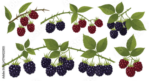 Vibrant ripe blackberries and raspberries on thorny branches with green leaves.