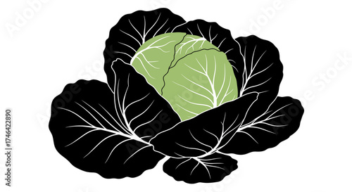 Isolated cabbage illustration fresh vegetable on white background