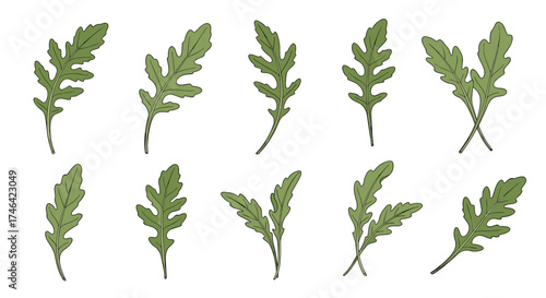 A collection of eleven green arugula leaves with detailed veins on a white background.