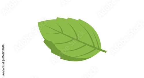 Isolated green leaf illustration against white background for design elements