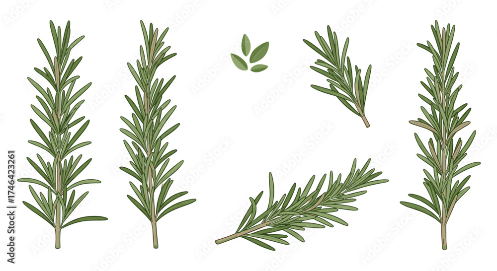 Fototapeta premium Fresh rosemary sprigs and leaves with a white background.