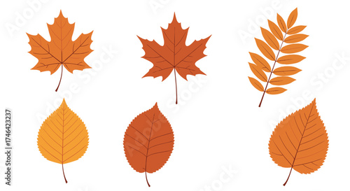 Six beautiful autumn leaves in different shapes and colors.