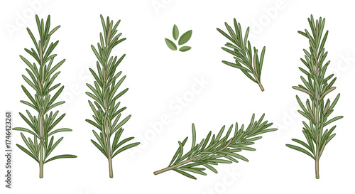 Fresh rosemary sprigs and leaves with a white background.