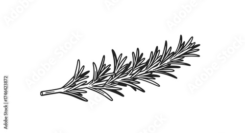 Rosemary sprig illustration on white background for culinary and design