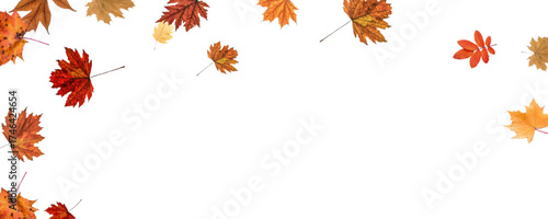 Autumn falling leaves on transparent background, vector, png. Wave of falling leaves in the wind, leaf fall. Rowan berries, acorns, yellow leaves of oak, maple, birch, rowan.