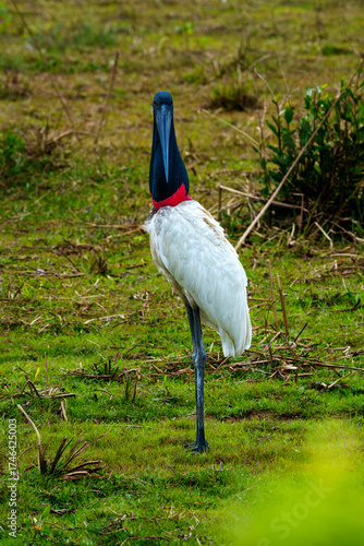 Jabiru stork standing alert on Pantanal marsh