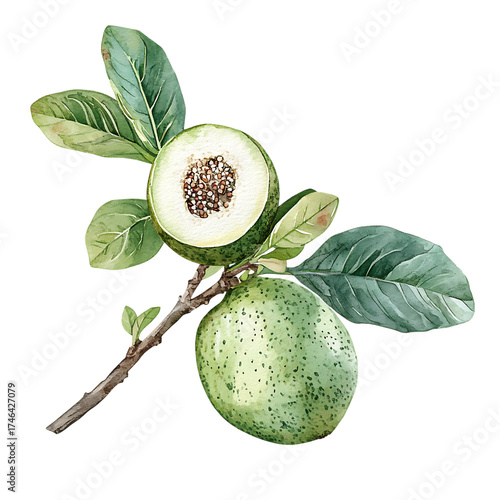 Feijoa png