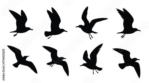 Collection of eight black silhouettes of seagulls in various flying poses against a white background