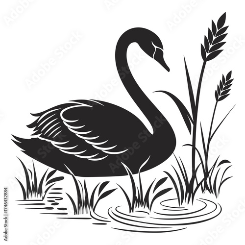 Elegant black swan silhouette in reeds by water