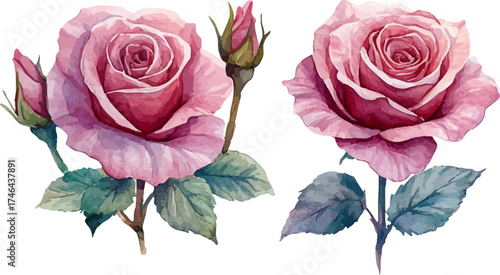 pink rose isolated on white background