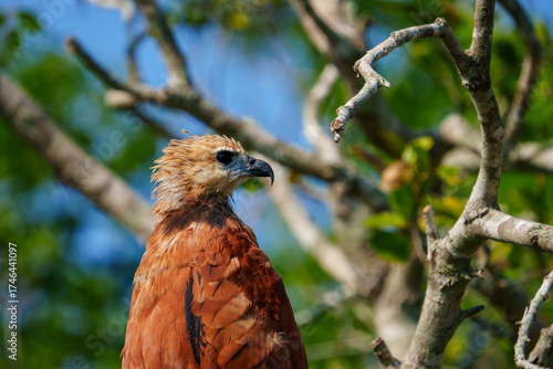 Black-collared hawk portrait against tangled Pantanal branches