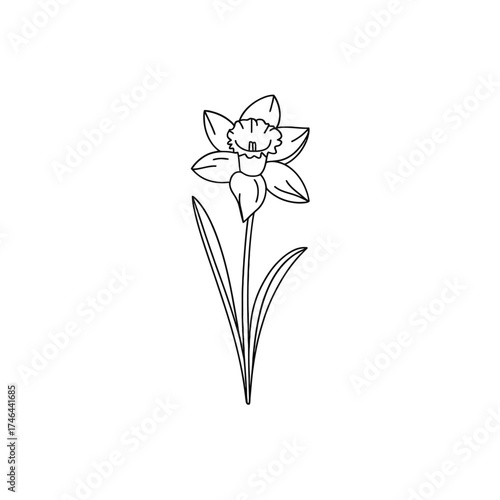 Simple outline drawing of a single daffodil flower with leaves