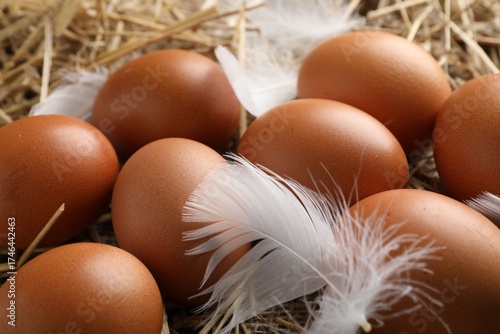 Raw chicken eggs and feathers on straw, closeup