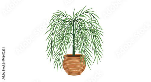 A weeping willow tree in a pot sits on a white background.