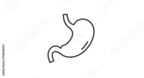Human stomach illustration anatomy outline for health and medical concepts