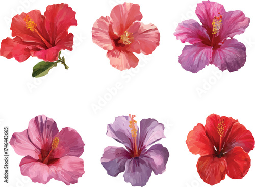 collection of flowers