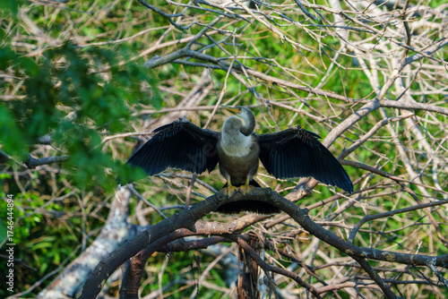 Anhinga drying wings on branch in lush Pantanal backwater