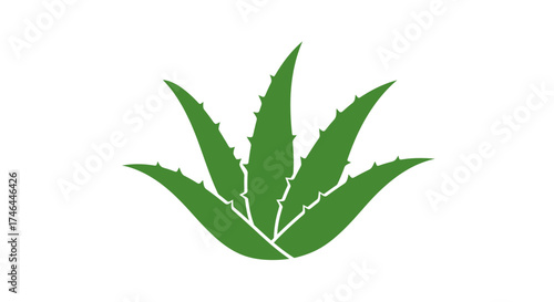Aloe vera plant graphic isolated on white background for design concept