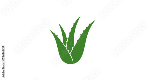 Aloe vera plant silhouette on white background for wellness and design