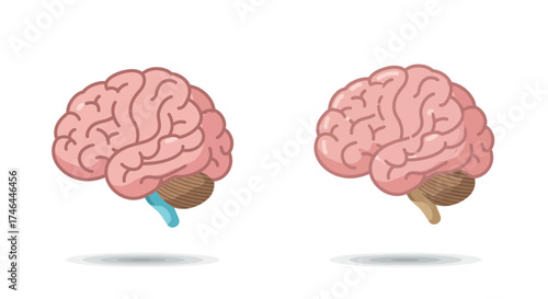 Anatomical illustration of a human brain in side view isolated on white