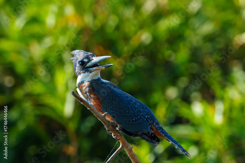 Ringed kingfisher calling from perch over Pantanal river