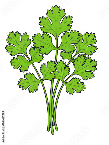 Wallpaper Mural Bunch Of Fresh Green Coriander Leaves Isolated On Black Background Torontodigital.ca